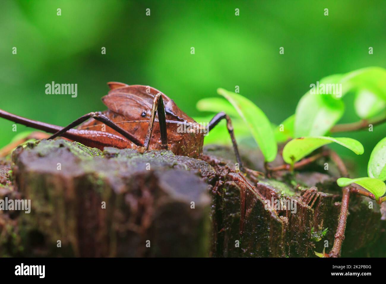 Mecopoda allungata in natura ha un corpo marrone ali decorate con punti neri Foto Stock