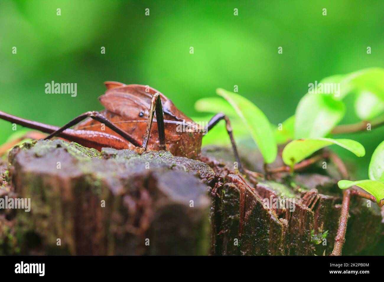 Mecopoda allungata in natura ha un corpo marrone ali decorate con punti neri Foto Stock