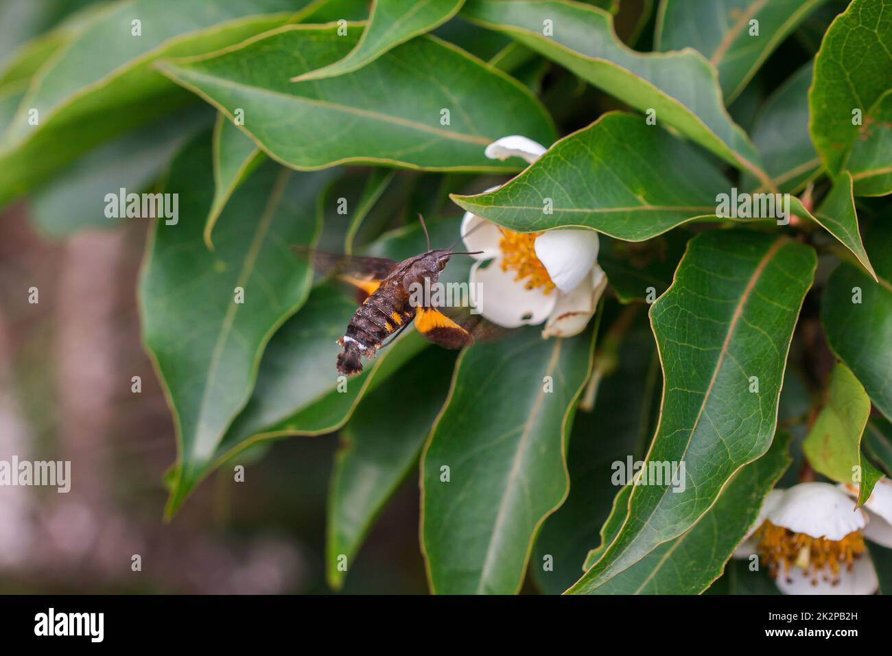 Le api stanno volando con fiori bianchi per trovare nettare dal polline. Foto Stock