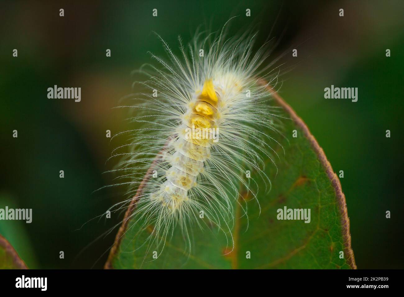 Primi piani di vermi bianchi sulle foglie Foto Stock