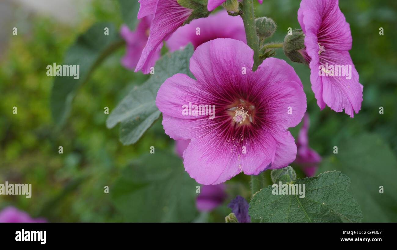 I hollyhocks rosa scuro si avvicinano in su in un campo. Un gambo di fiori di hollyhock rosa magenta scuro Foto Stock