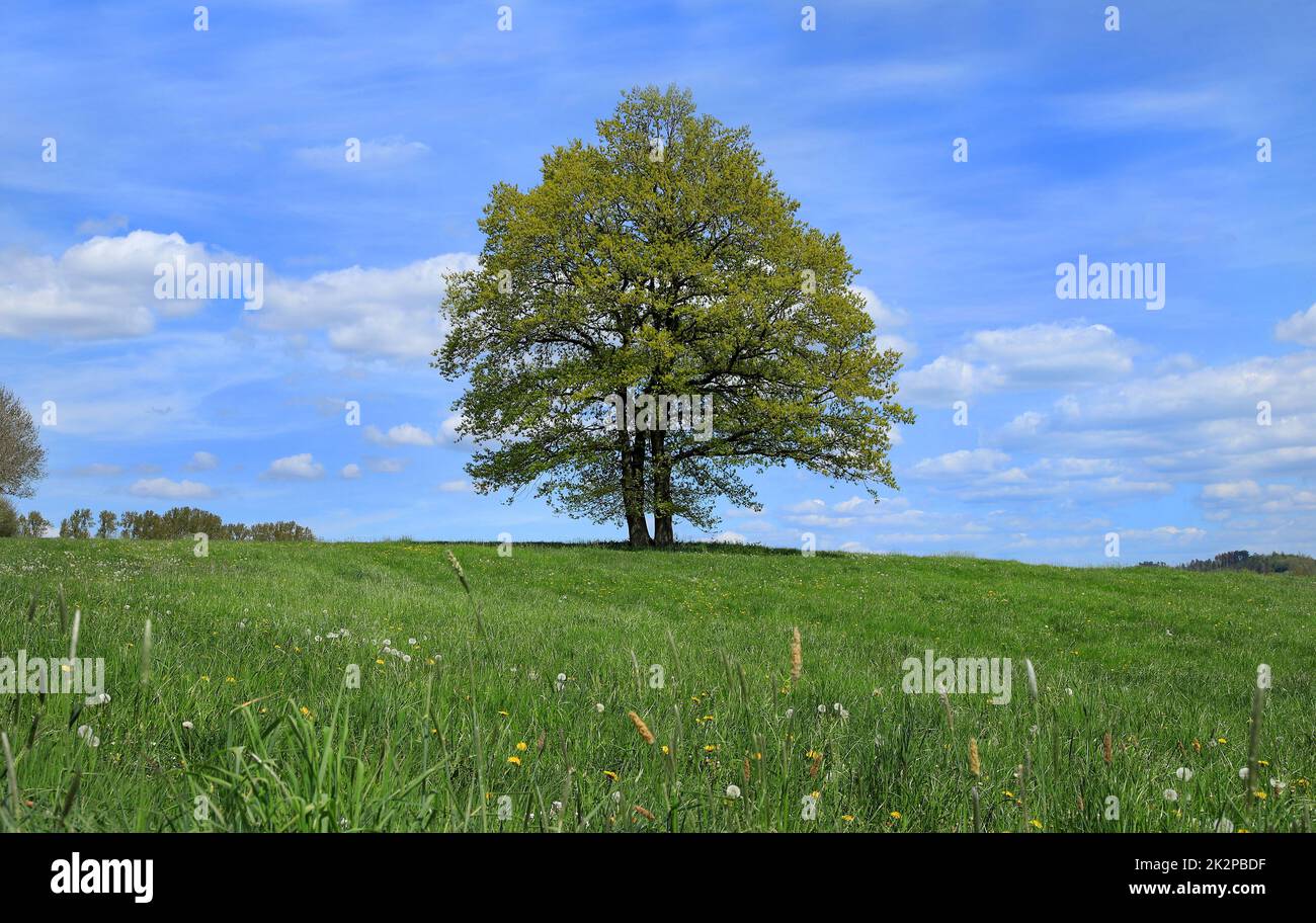 Quercia europea in primavera in un prato, bianco e blu cielo nuvoloso Foto Stock