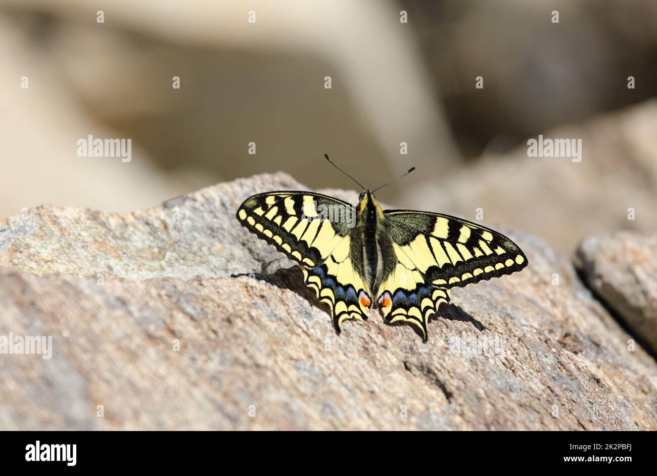 Una farfalla di coda di rondine del Vecchio mondo - Papilio machaon, Papilionidae - poggiata su una pietra sulla cima di una montagna nelle Alpi svizzere Foto Stock