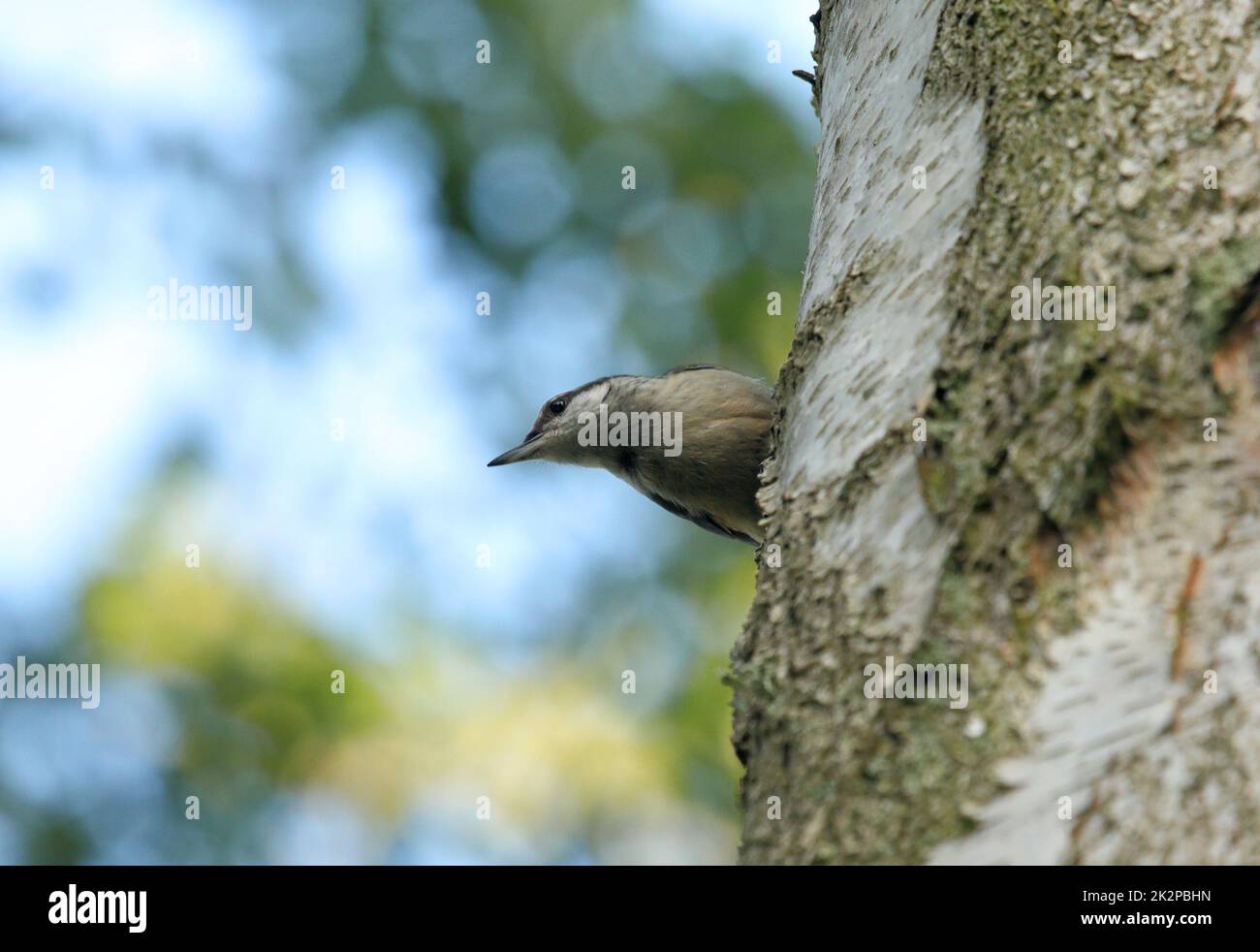 Nuthatch seduto su un tronco di betulla che guarda Foto Stock