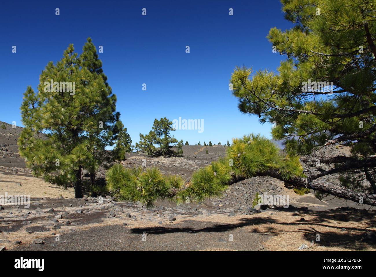 Paesaggio vulcanico con lussureggianti pini verdi, isola di la Palma, Isole Canarie, Spagna, cielo blu sfondo Foto Stock