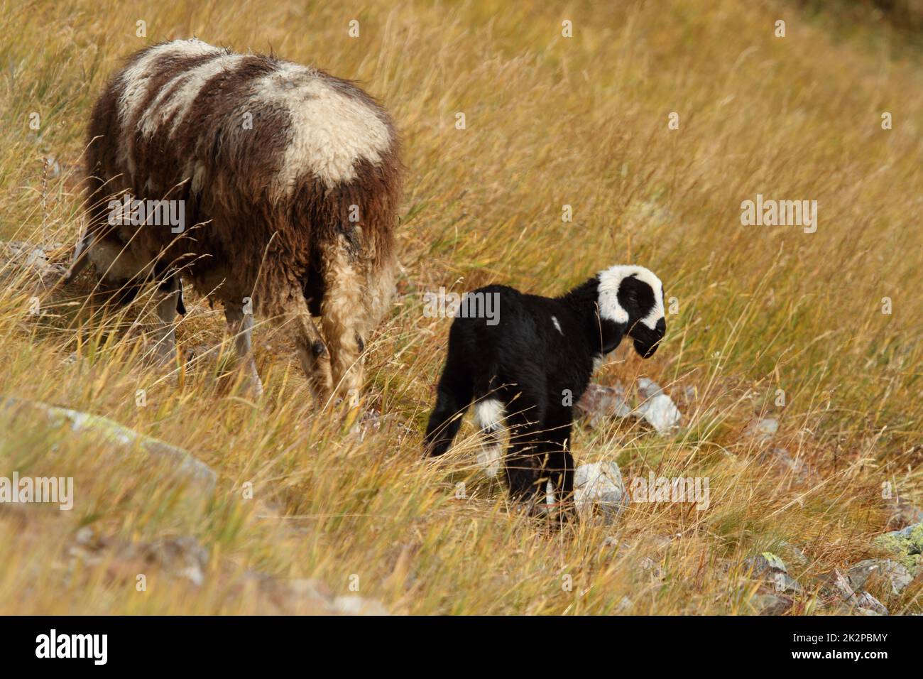 Pecora femminile con agnello neonato nel prato Foto Stock