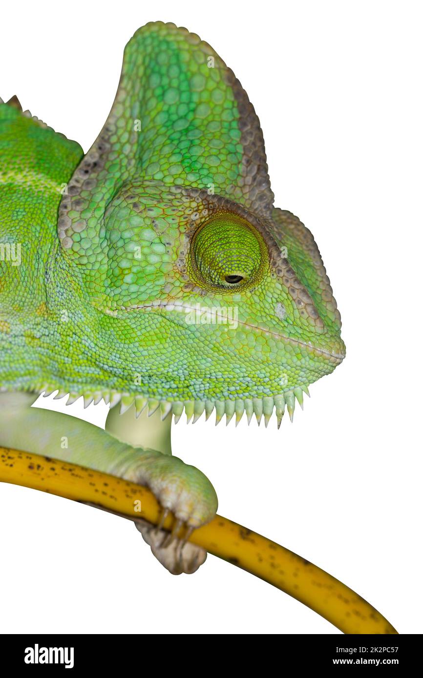 Chameleon isolato su sfondo bianco. Foto Stock