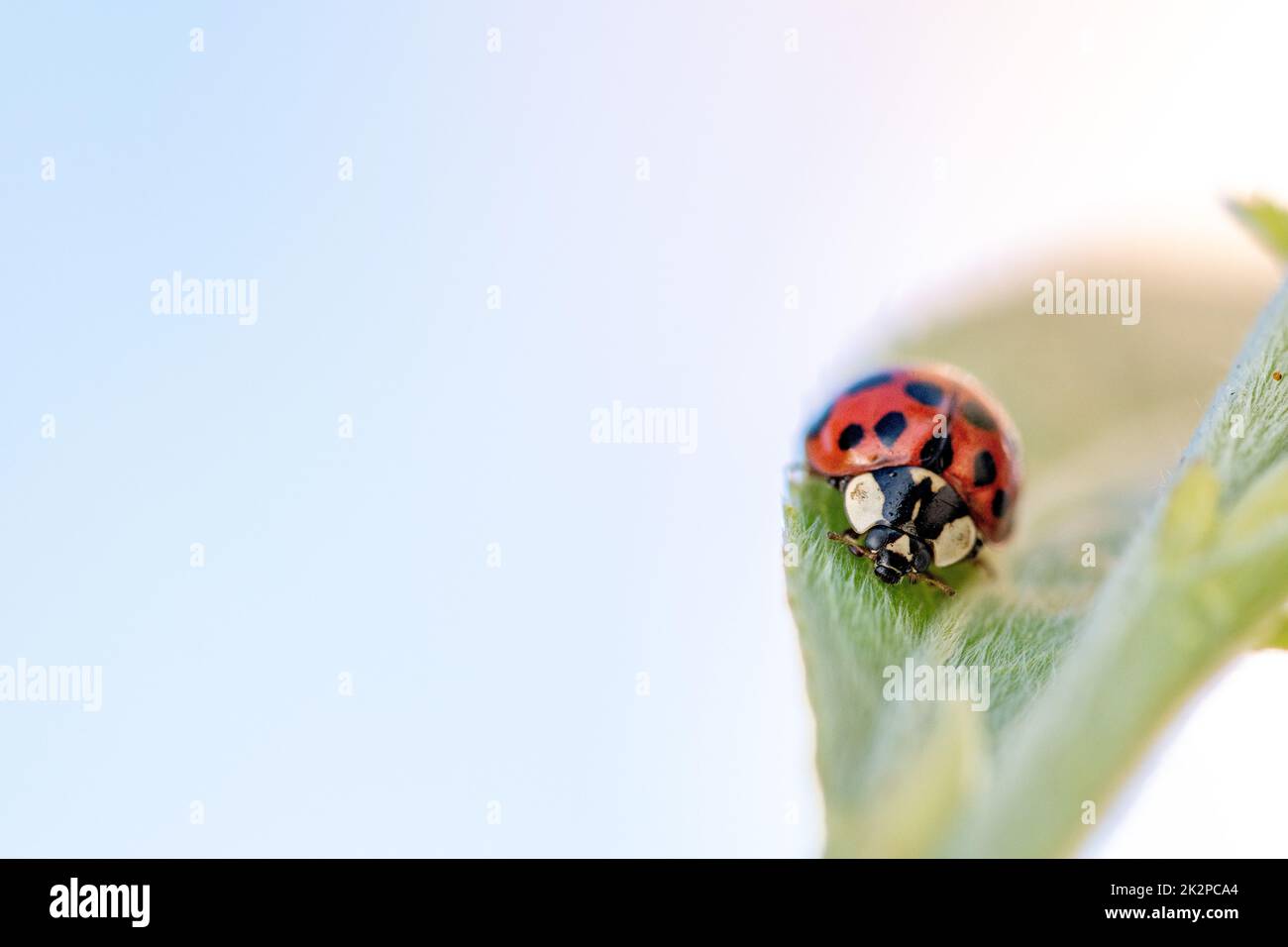 Coccinella da dietro immagini e fotografie stock ad alta