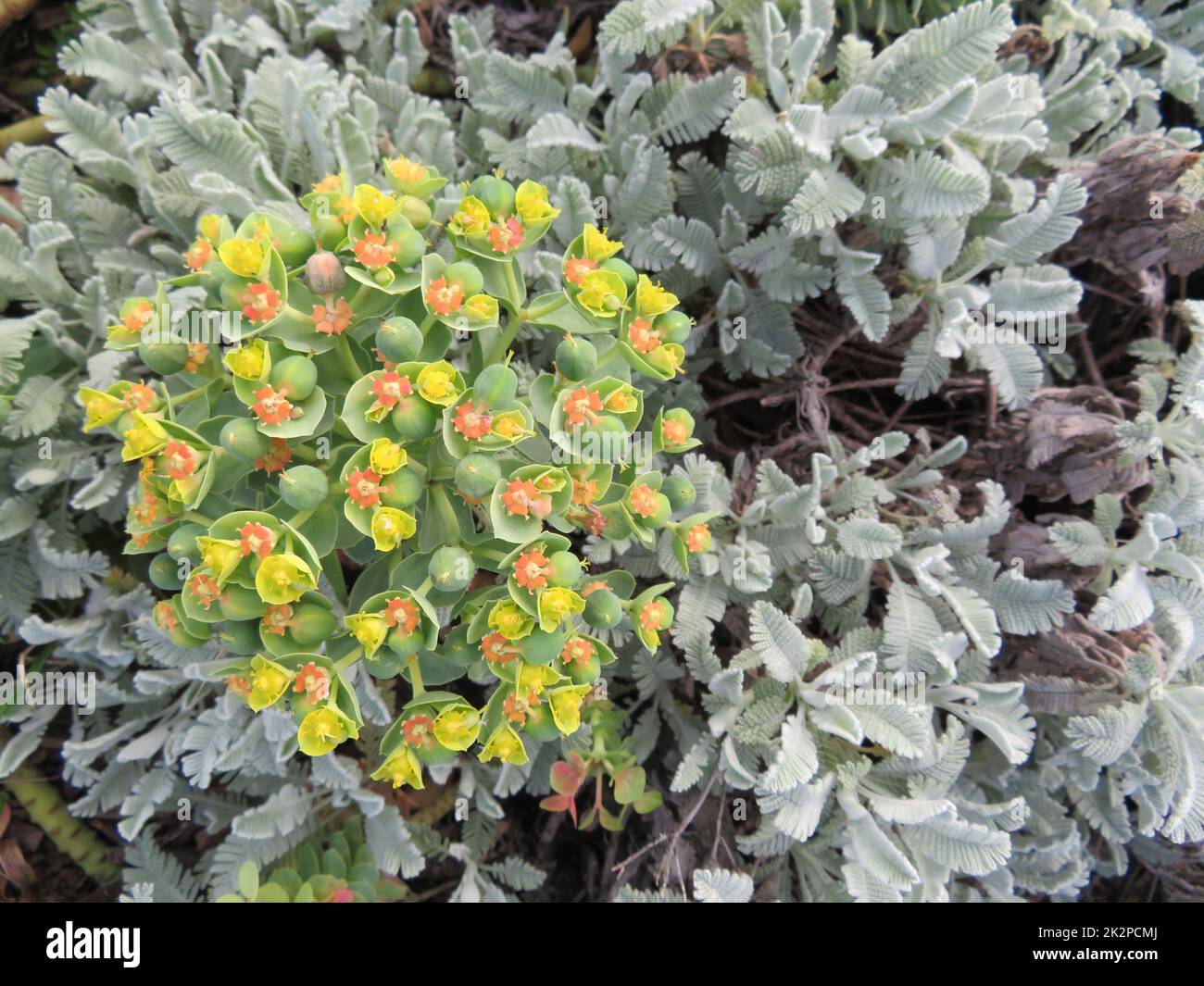 fiori piante naturali verdi paesaggi bella primavera colori diversi Foto Stock
