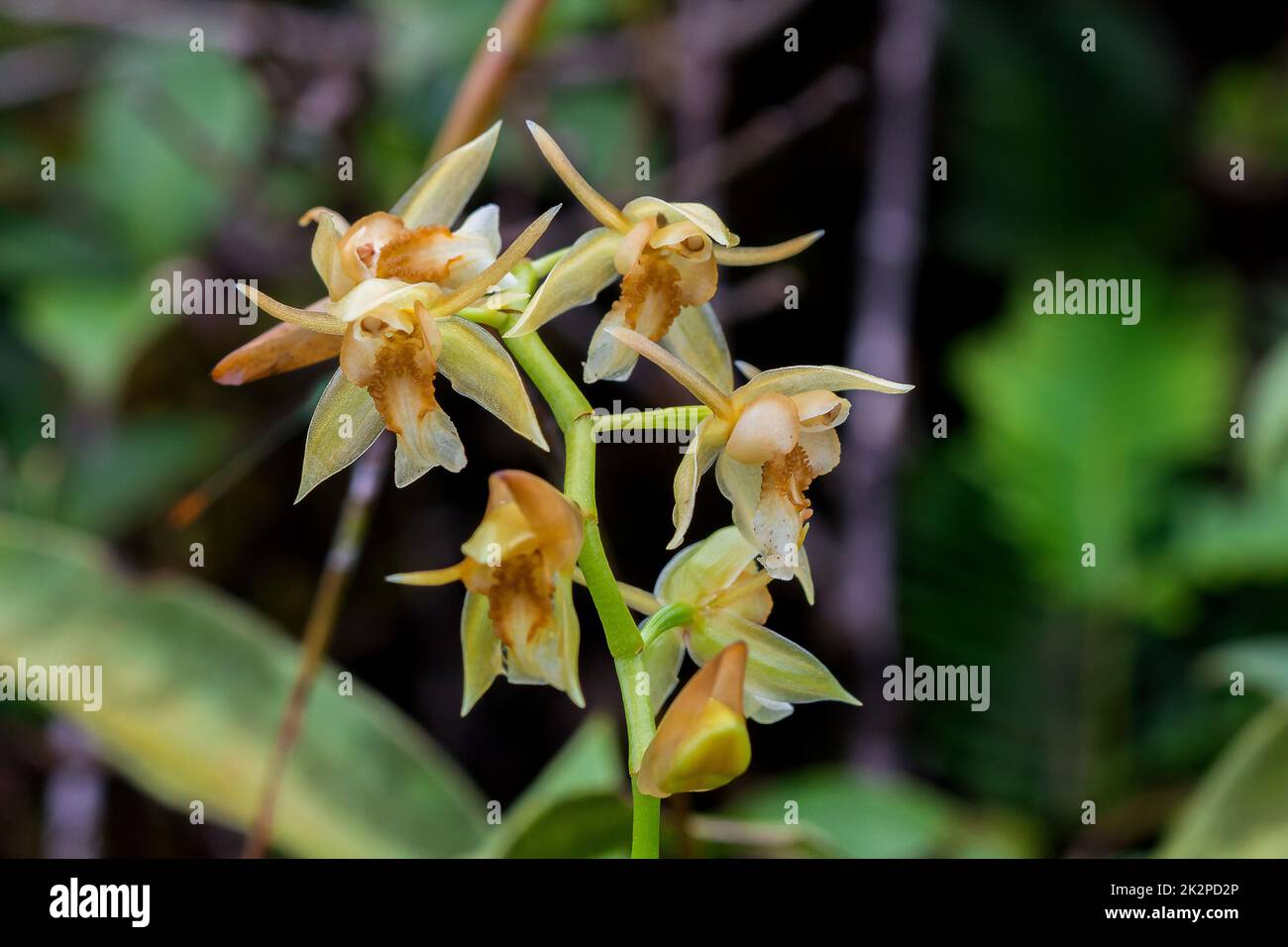 Orchidee selvatiche, fiori gialli in natura Coelogyne è un orchidea che ha bellissimi fiori. Foto Stock