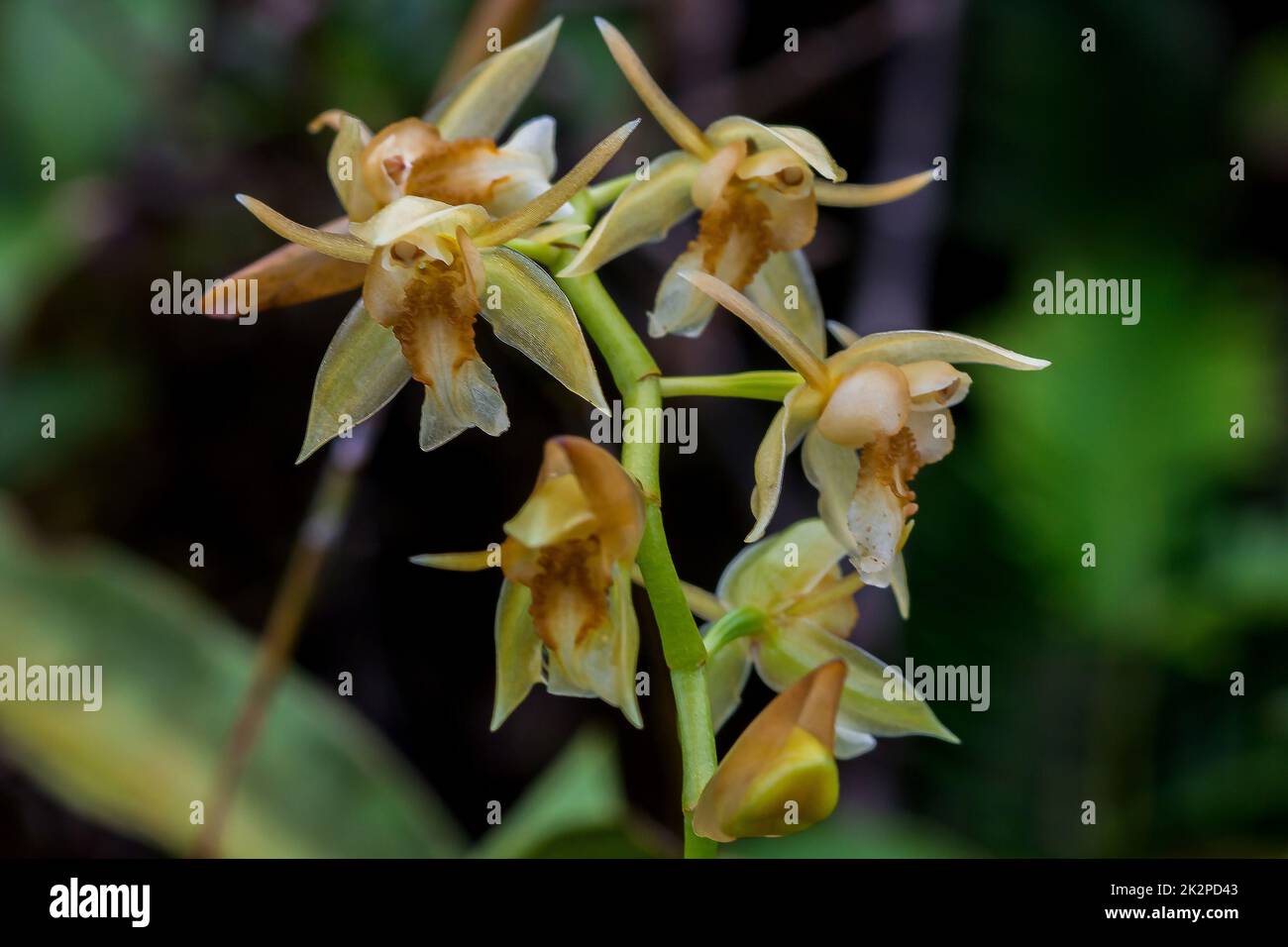 Orchidee selvatiche, fiori gialli in natura Coelogyne è un orchidea che ha bellissimi fiori. Foto Stock