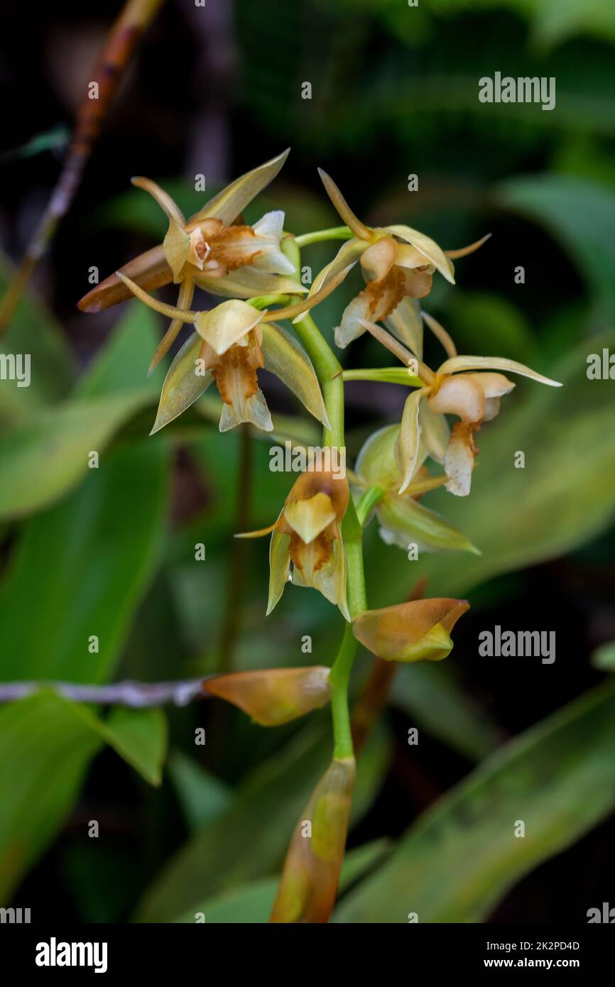 Orchidee selvatiche, fiori gialli in natura Coelogyne è un orchidea che ha bellissimi fiori. Foto Stock