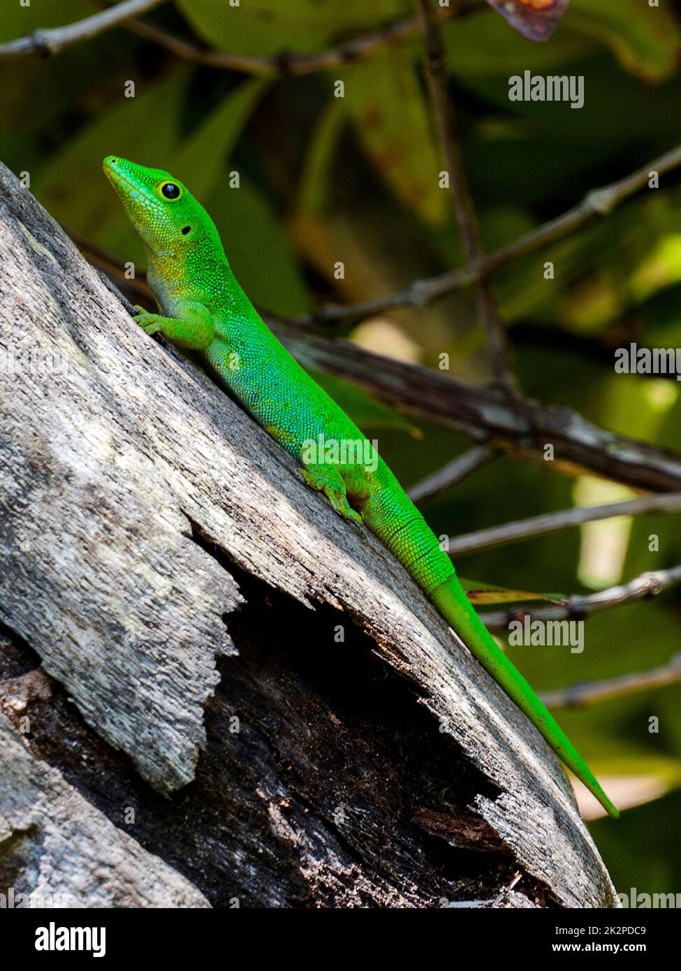 Seychelles - Praslin, Ferdinand Riserva Naturale - la Digue giorno Gecko su un Coco de Mer Foto Stock