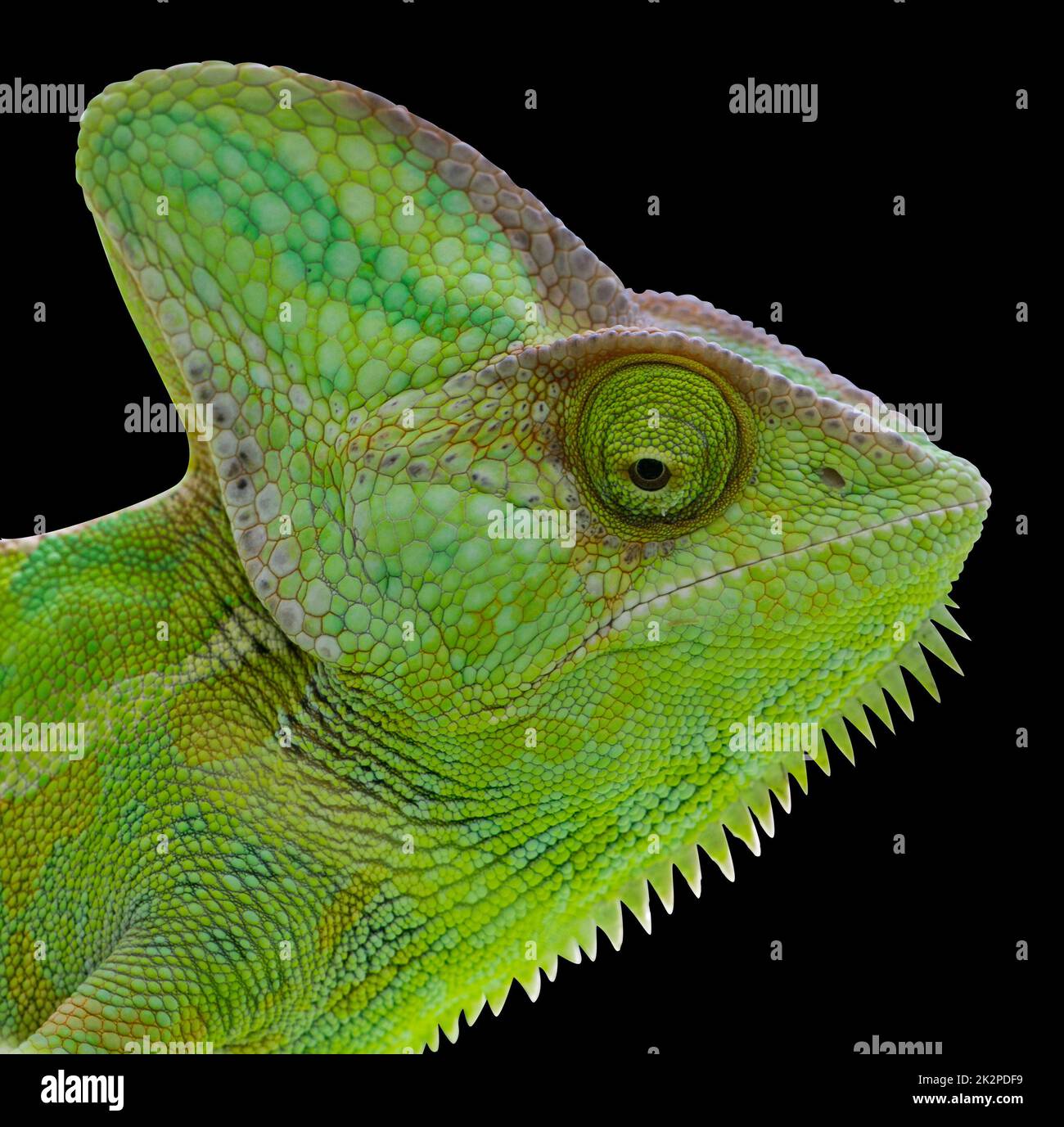 Testa isolata Chameleon su sfondo nero. Foto Stock