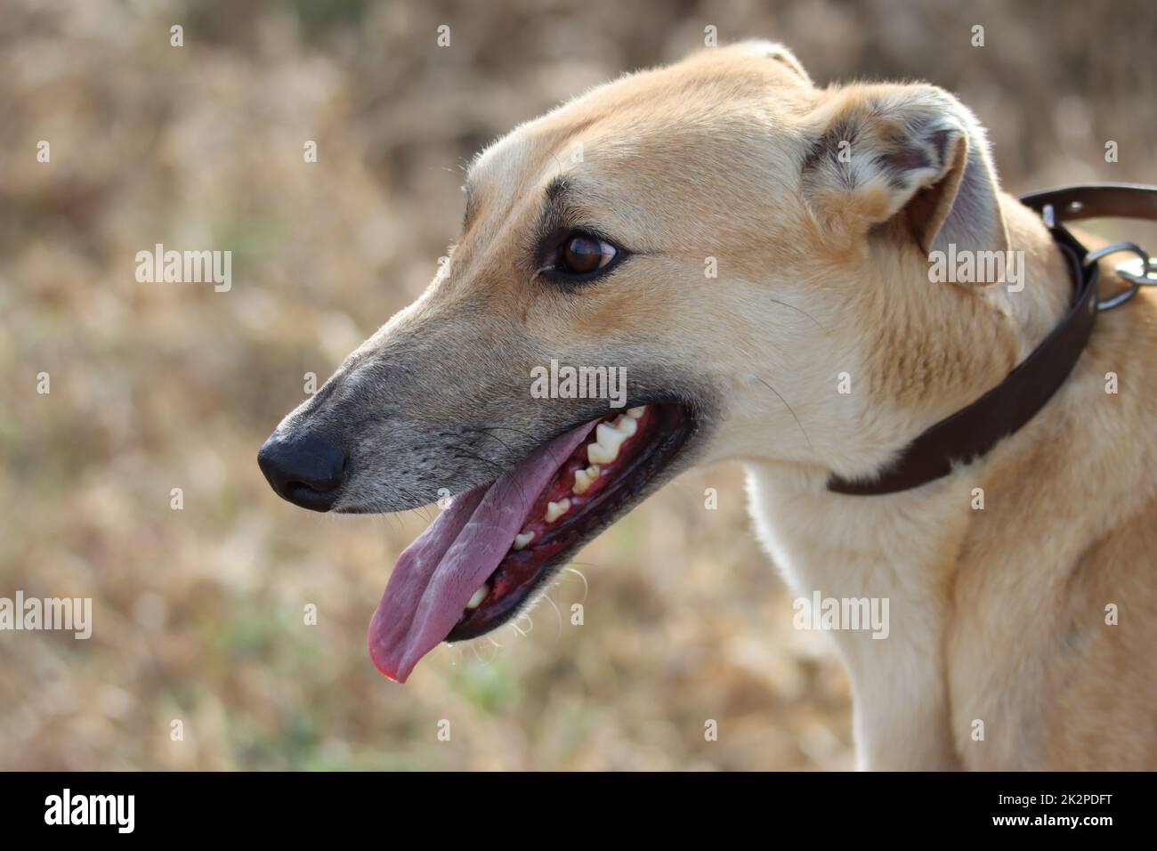 bella corsa di caccia veloce di energia del cane di levriero spagnolo Foto Stock