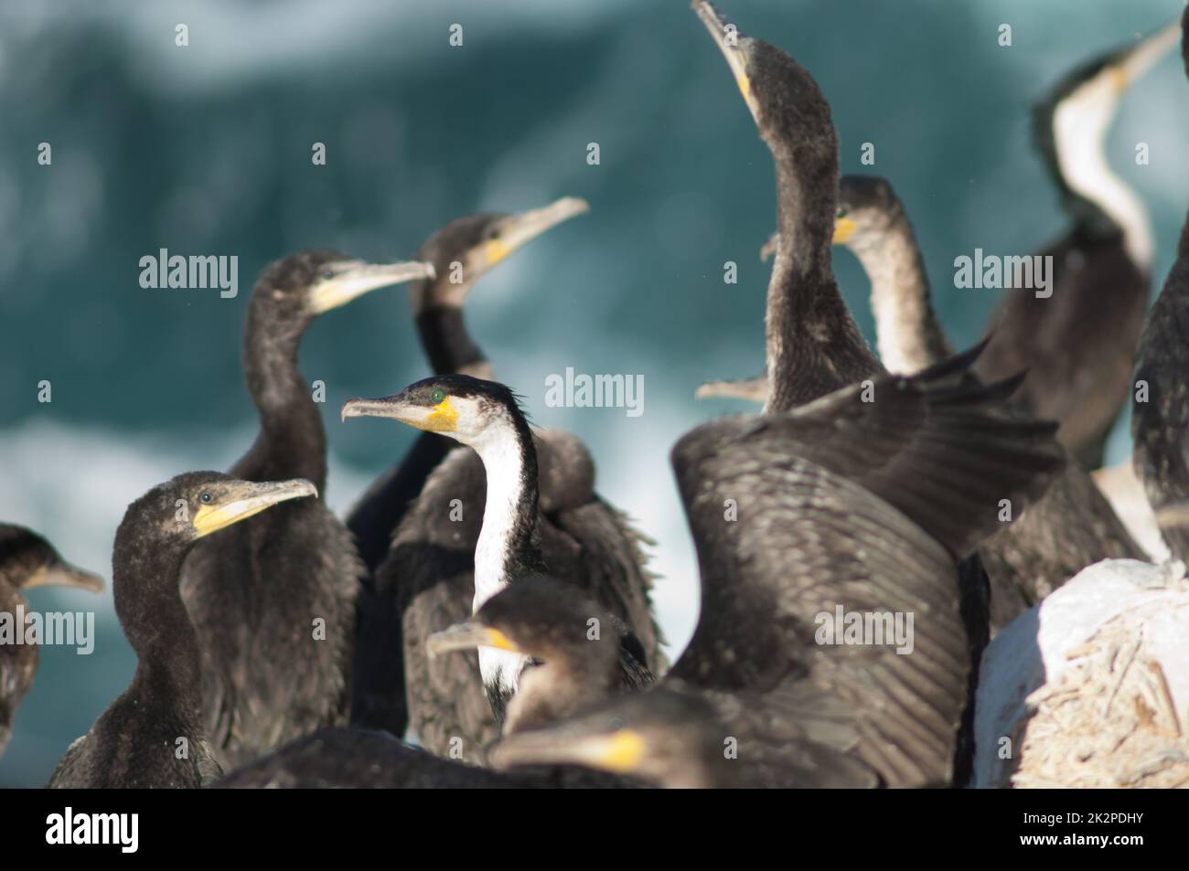 Gregge di grandi cormorani a Sarpan Island. Foto Stock