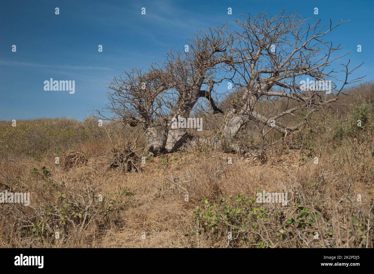 Albero nana di baobab Adansonia digitata nell'isola di Saspan. Foto Stock