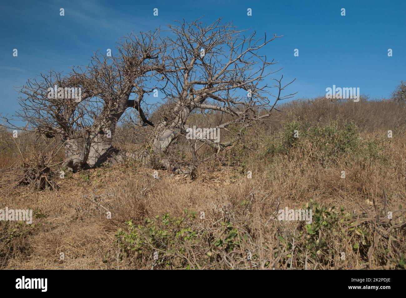 Albero nana di baobab Adansonia digitata nell'isola di Saspan. Foto Stock