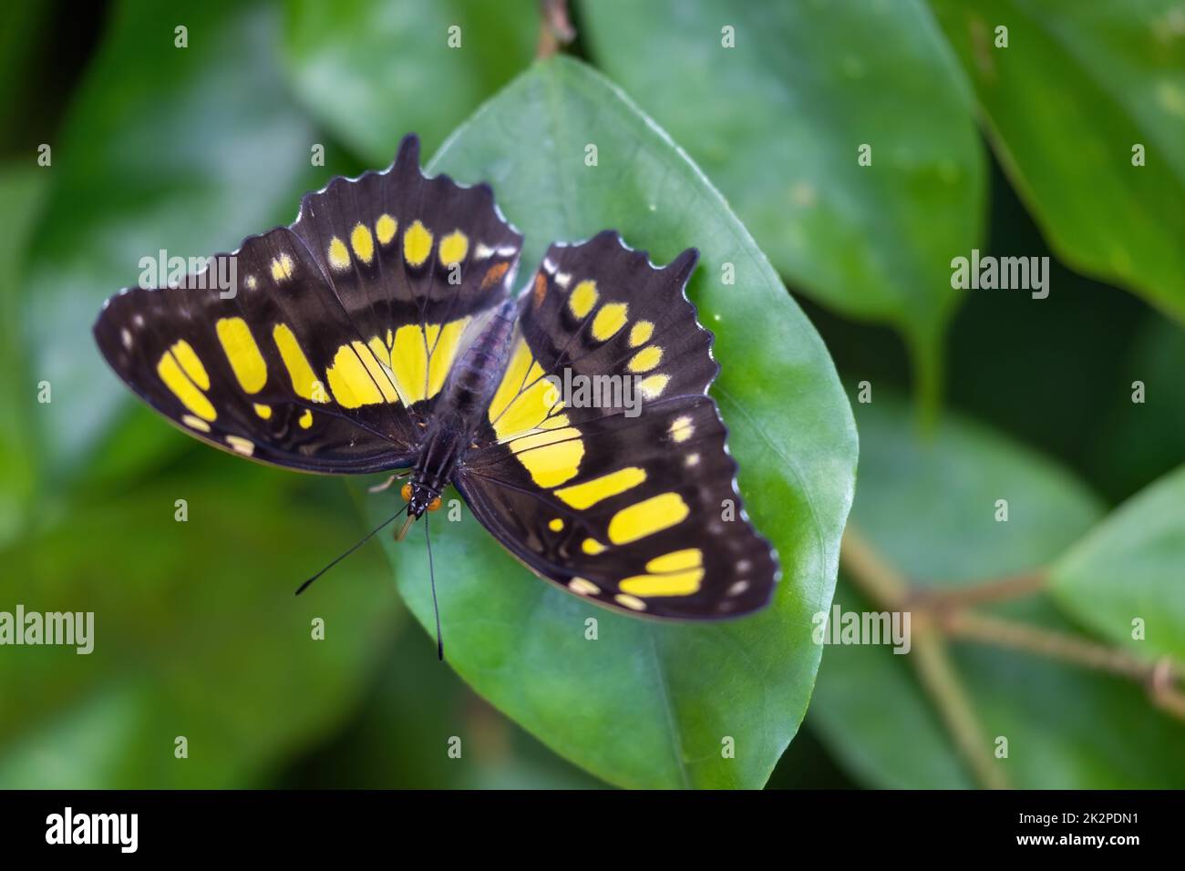 Farfalla malachite (Metamorfa stelenes) con ali aperte. Foto Stock
