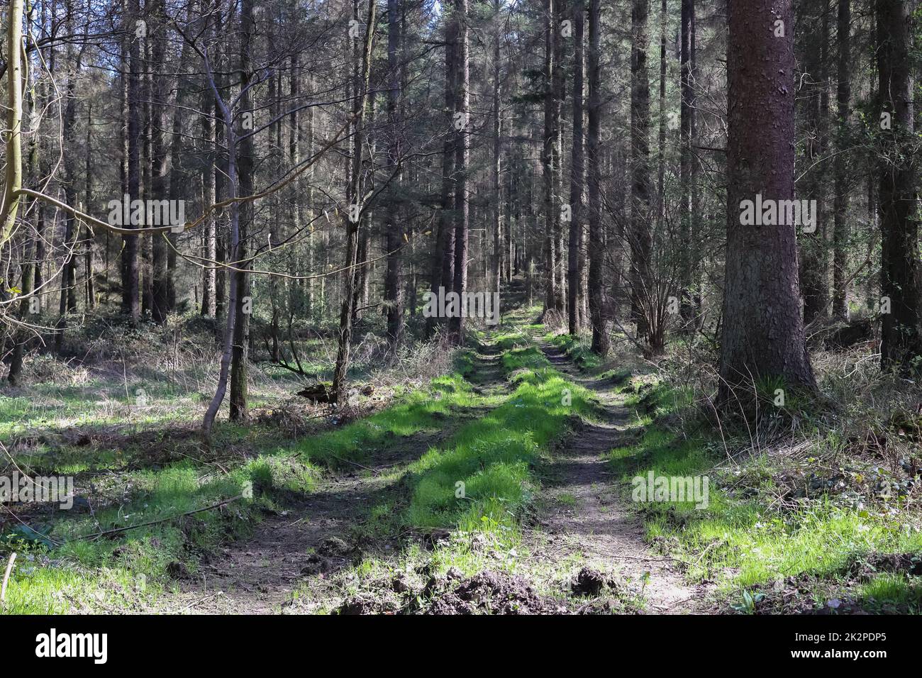 Una radura in una foresta di conifere con un corpo d'acqua nella palude. Foto Stock