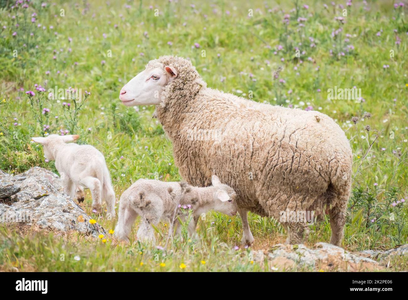 Pecore con i loro giovani con pochi giorni di vita Foto Stock