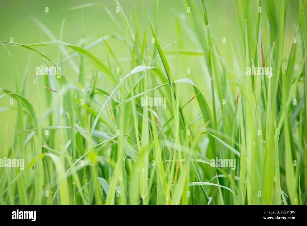 La luce del sole splende attraverso la prateria, il prato al sole, l'agricoltura nella coutriside, la scena rurale, la stagione primaverile ed estiva Foto Stock