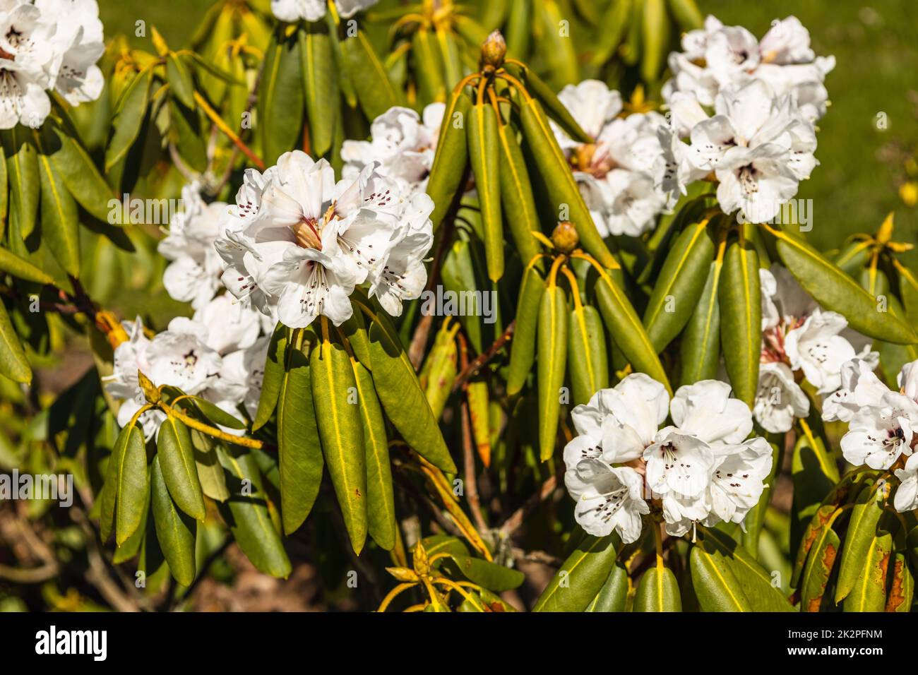 I fiori di Rhododendron crescono e fioriscono nel giardino botanico Foto Stock