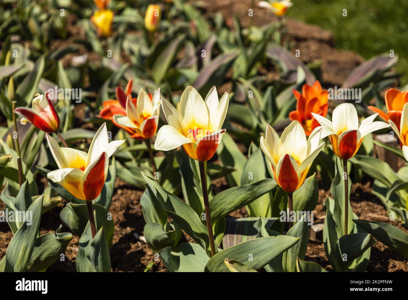 I fiori di Tulipa crescono e fioriscono nel giardino botanico Foto Stock