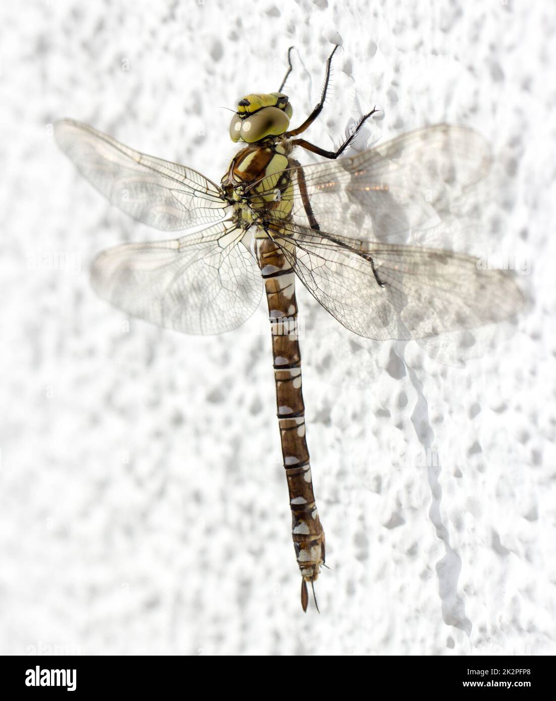 Libellula. Primo piano molto dettagliato di un insetto grande. Foto Stock