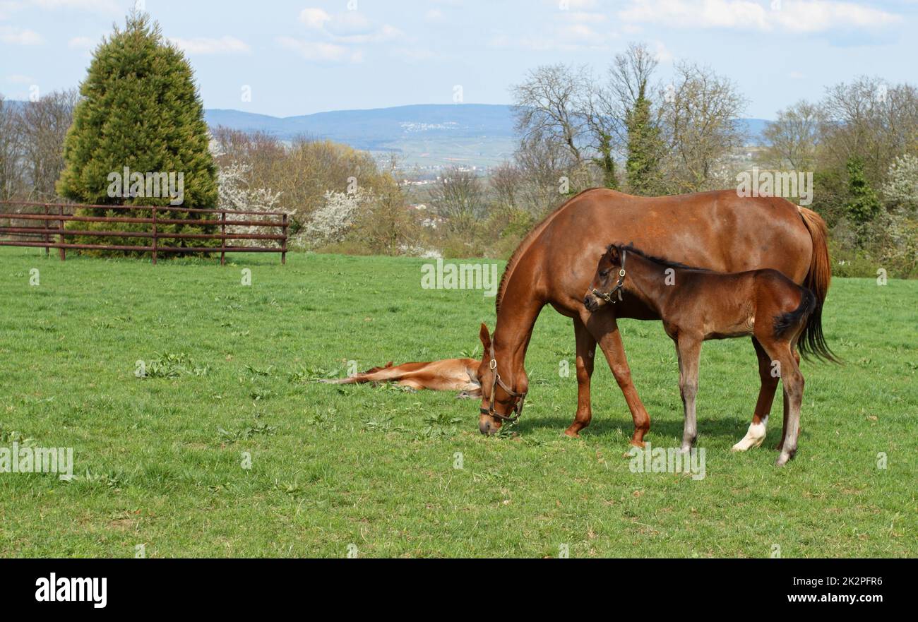 Cavallo con un nemico sul prato Foto Stock
