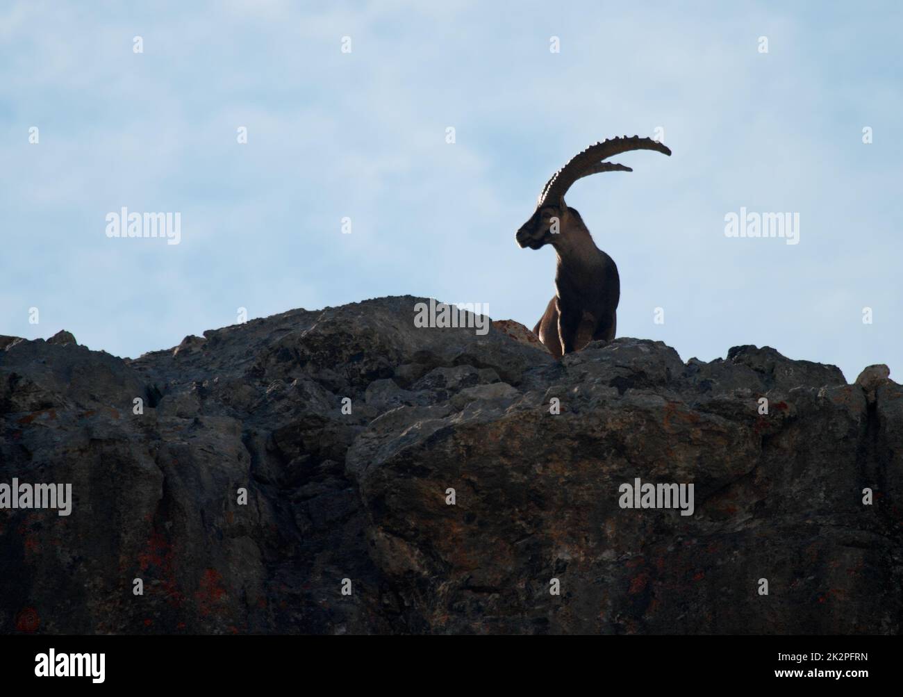 Silhouette di un maestoso Ibex maschio nelle alpi francesi Foto Stock