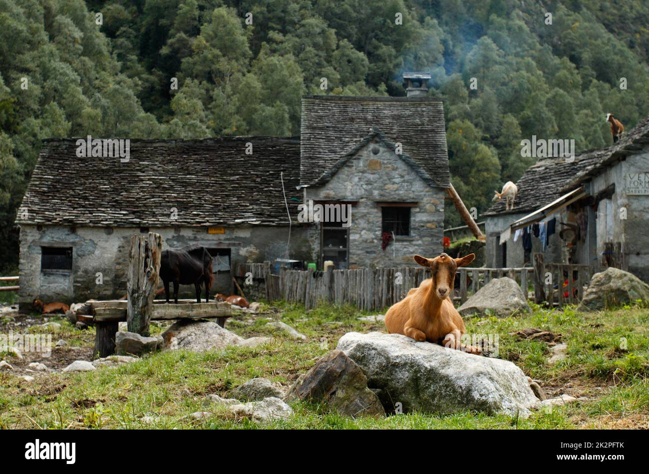 Capra con casa in pietra abbandonata alpina in background in Val Grande, Italia Foto Stock