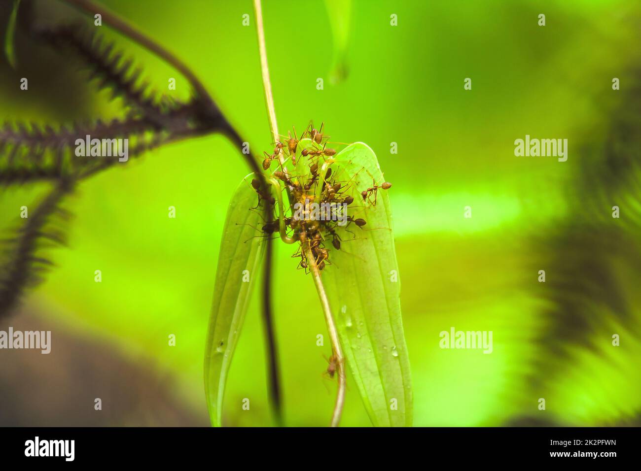 Formica rossa sulle foglie nella foresta naturale Foto Stock