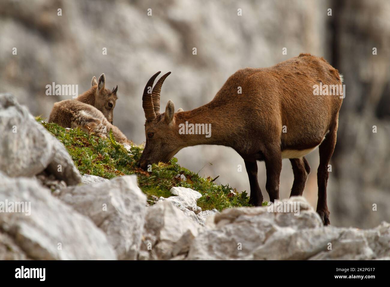 Stambecco alpina al pascolo in montagna con bambino nelle vicinanze, Parco Nazionale del Triglav, Slovenia Foto Stock