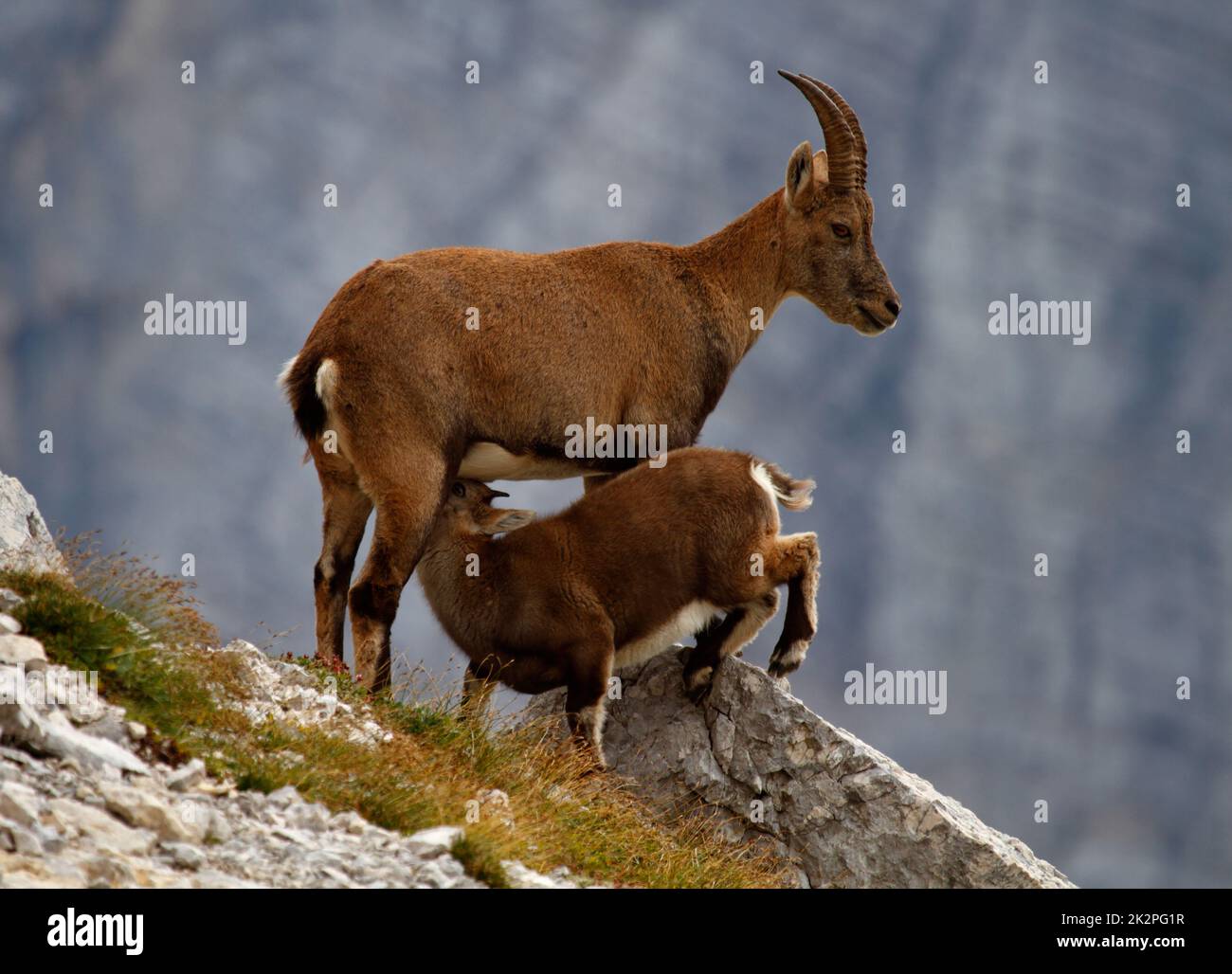 Baby Ibex bere latte nel Parco Nazionale del Triglav, Slovenia Foto Stock
