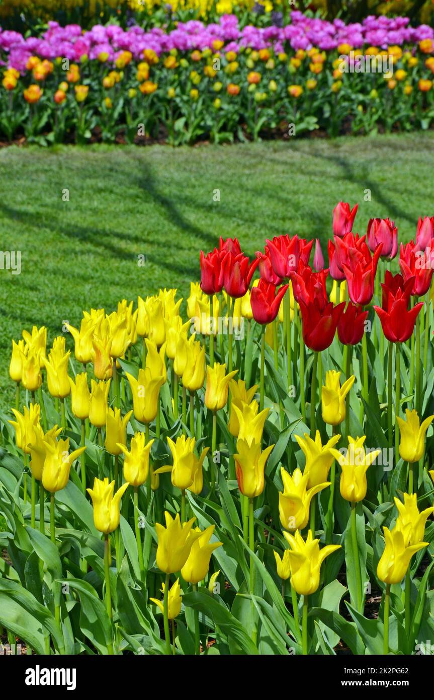 Rosso e giallo tulip garden Foto Stock