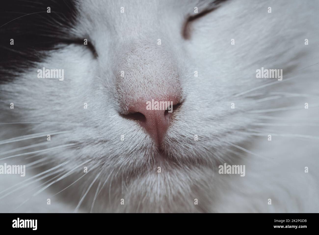 Carino ritratto del gatto Foto Stock