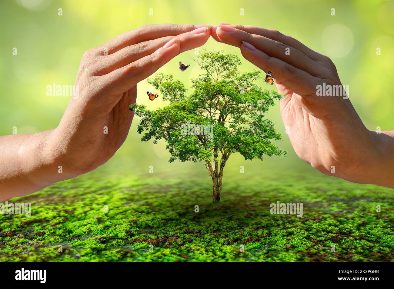mani protezione alberi mondo ambiente giorno concetto Foto Stock
