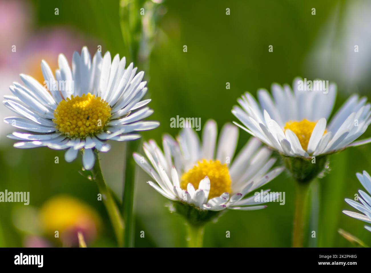 Mazzo di bellissimi fiori di daisyflowers con un insetto volante in un idilliaco giardino con erba verde e uno sfondo sfocato mostra l'amore giardino nei parchi urbani un ambiente sano in primavera estate Foto Stock
