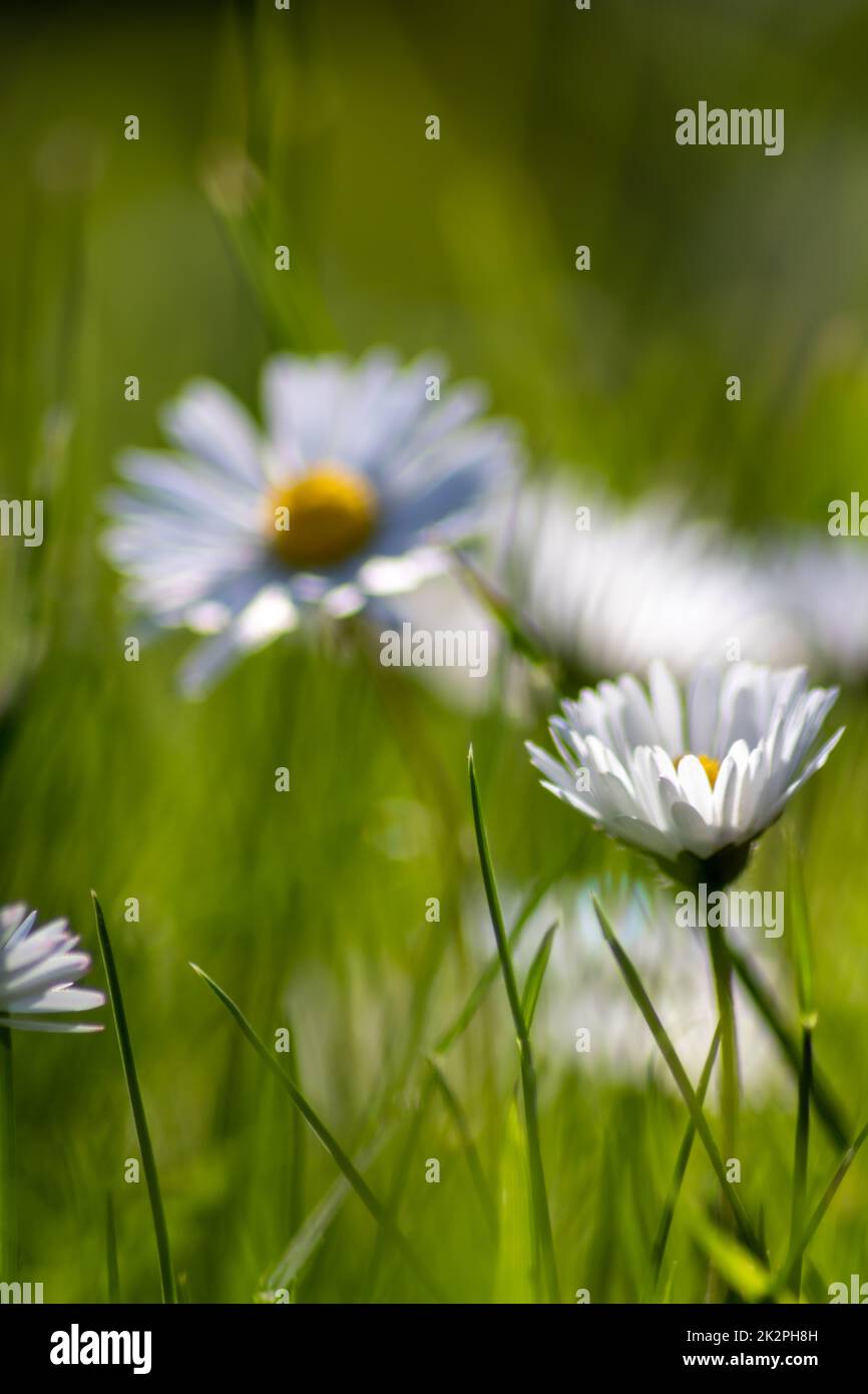 Mazzo di bellissimi fiori di daisyflowers con un insetto volante in un idilliaco giardino con erba verde e uno sfondo sfocato mostra l'amore giardino nei parchi urbani un ambiente sano in primavera estate Foto Stock