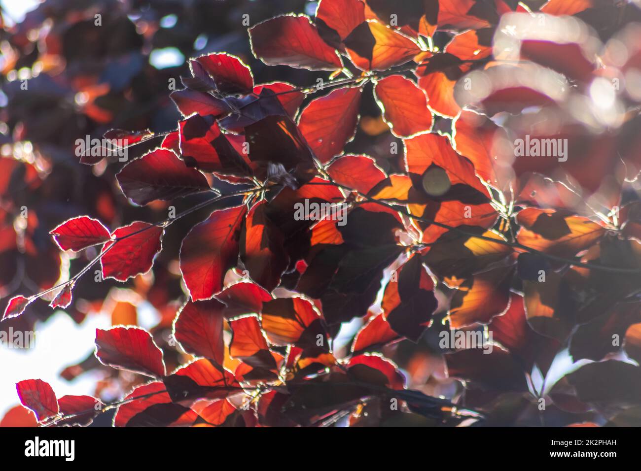 Foglie colorate di un faggio di rame in autunno brillano nella retroilluminazione e mostrano le loro vene di foglie alla luce del sole con colori giallo rosso arancio come un bel lato della natura Foto Stock