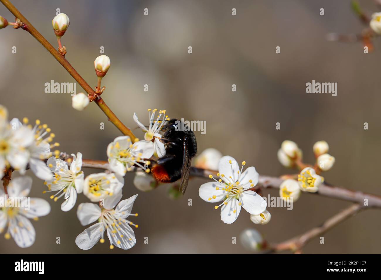 Un'ape o un bumblebee sui fiori di un albero. Foto Stock