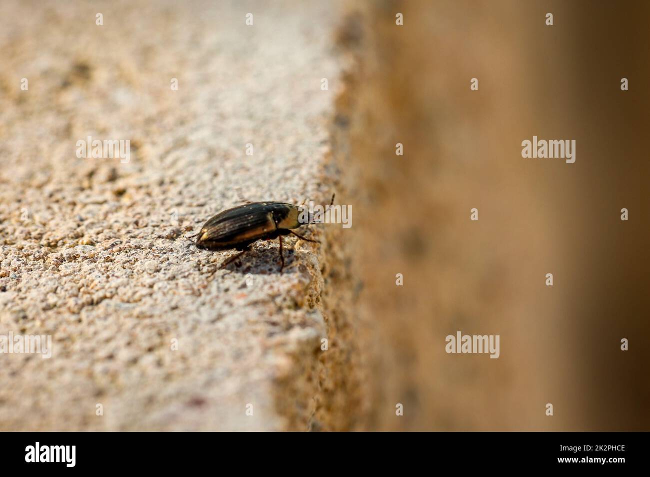 Un piccolo coleottero scorre su un muro di pietra. Foto Stock