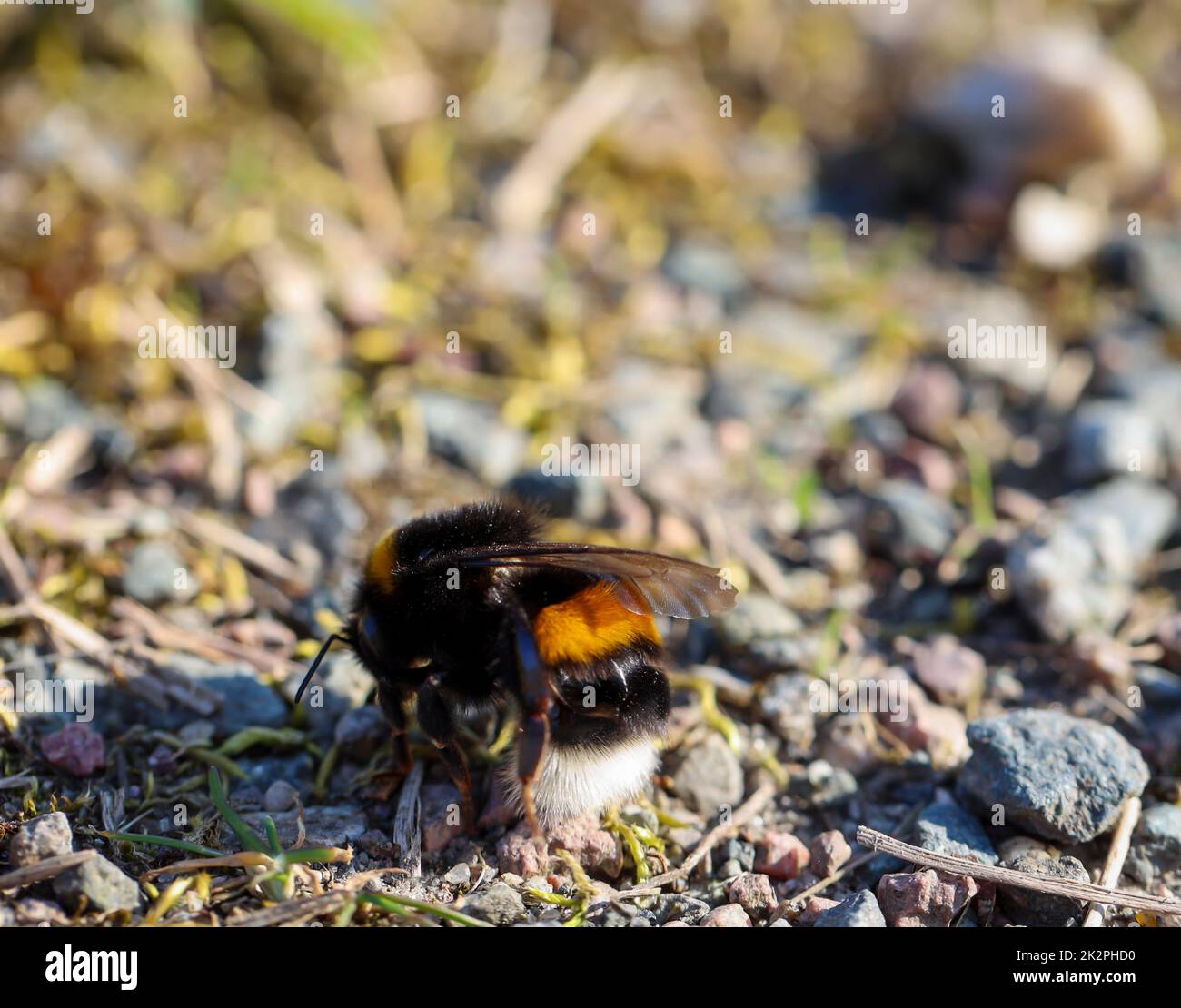 Primo piano di Bumblebee a terra Foto Stock