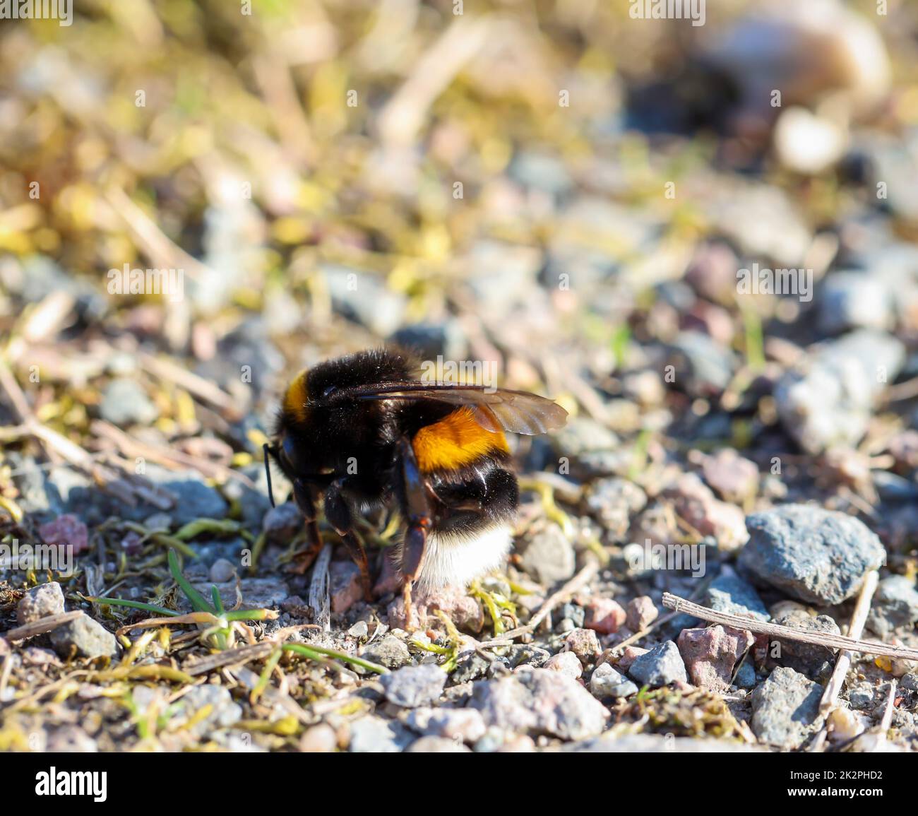 Primo piano di Bumblebee a terra Foto Stock