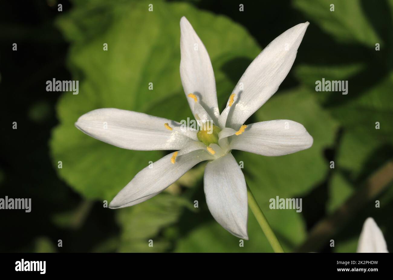 Giardino stella-di-Betlemme, Ornithogalum umbellatum, fiore Foto Stock