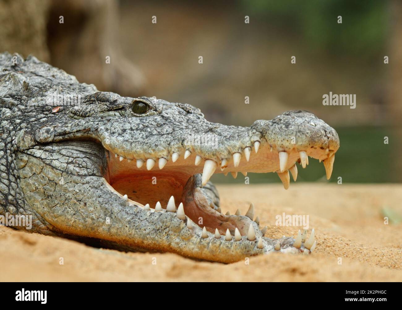 Primo piano della testa di coccodrillo con denti affilati e della ganascia con bocca aperta larga Foto Stock