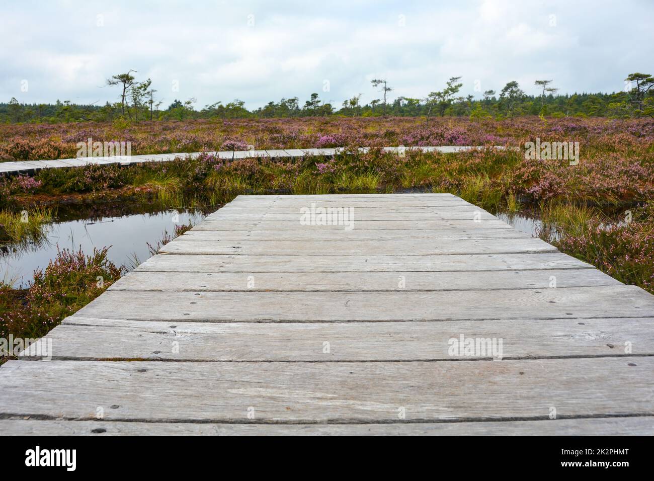 Passerella in legno e passerella sulla palude nera con occhio di palude Foto Stock