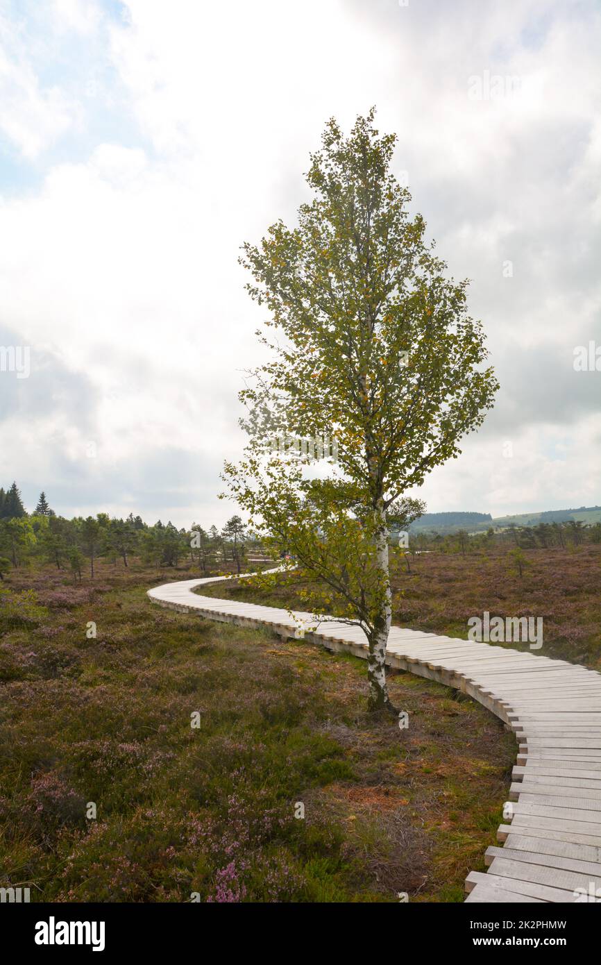 Fossato nero con un nuovo sentiero in legno e un albero Foto Stock