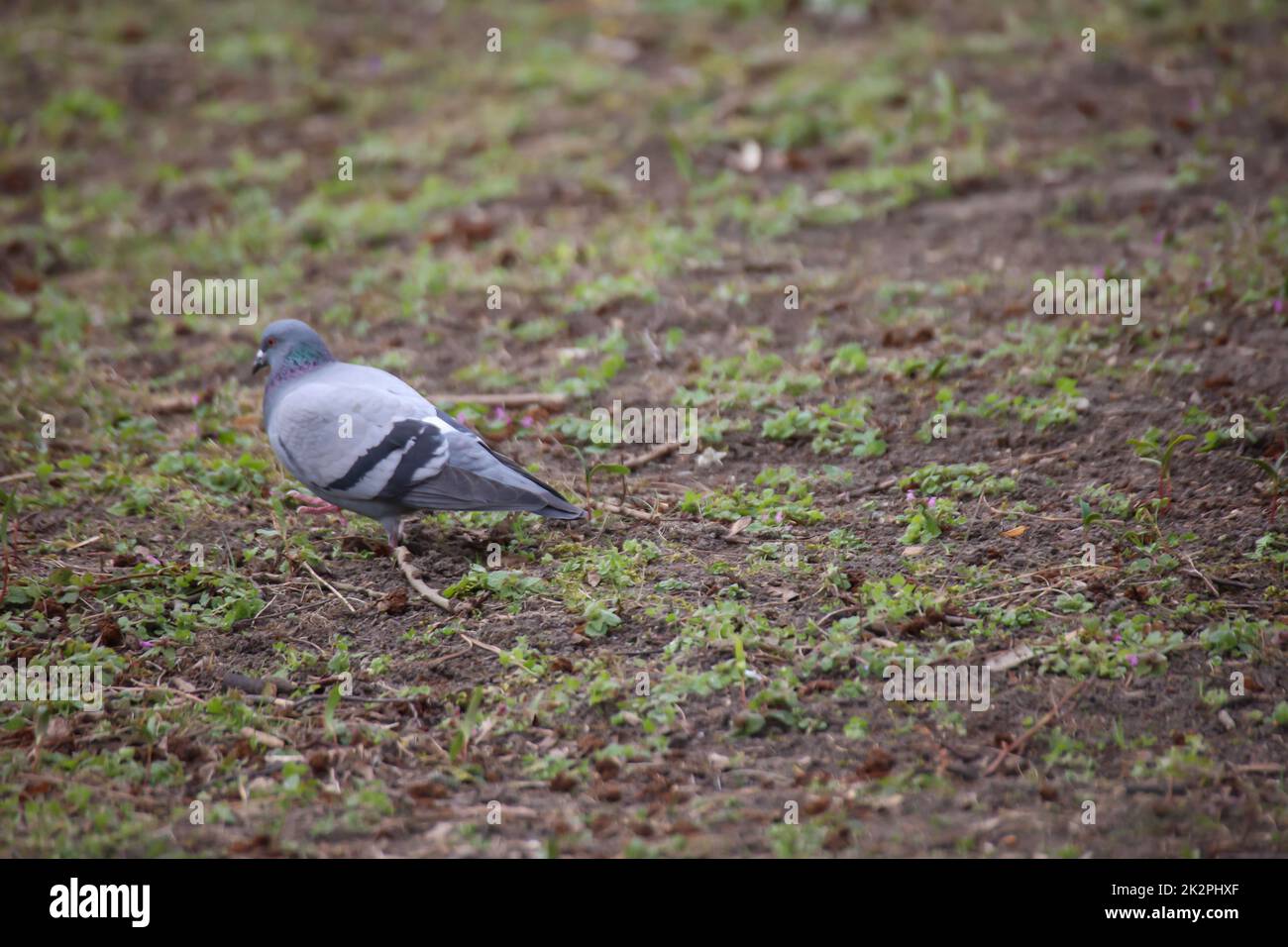 Un piccione esamina una zona erbosa per cibo. Foto Stock